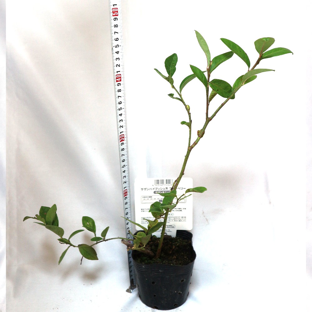 大実サザンブッシュ系ブルーベリー サザンオニール 12cmポット苗