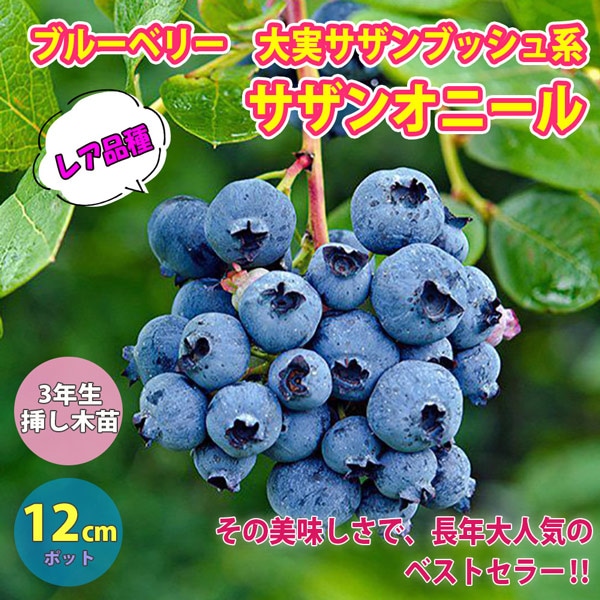 ブルーベリー苗　オニール 　サザンハイブッシュ系　接木大苗　8号鉢 楽天市場】【サザンオニール】 サザンハイブッシュ系 2年生接木