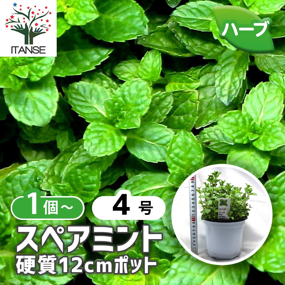 スペアミント【ハーブ苗BN硬質12cmポット／1個～】｜ 【植物の