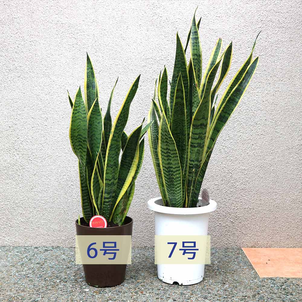 サンスベリア ローレンティー【中型 観葉植物 7号鉢／1個】｜ 【植物の