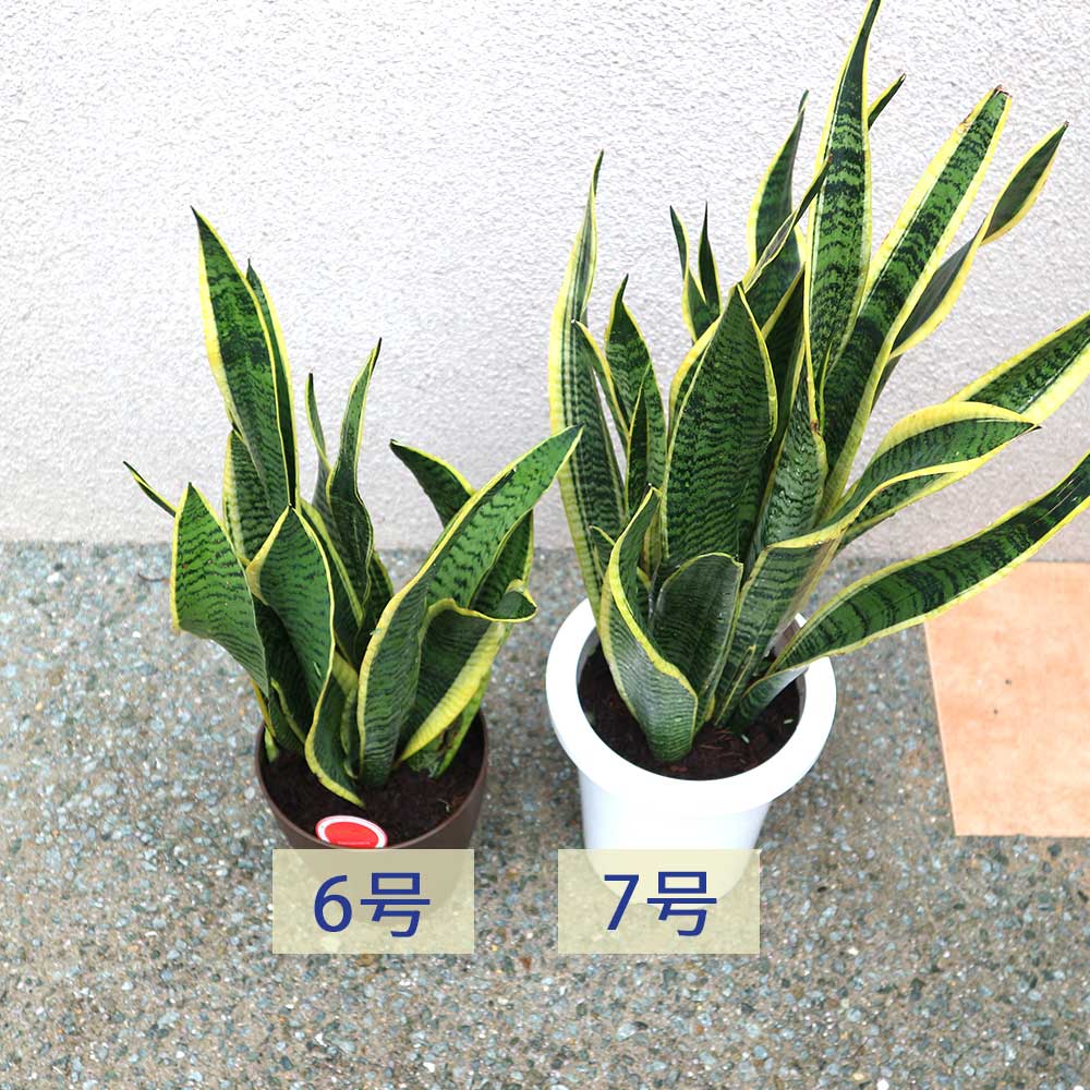 サンスベリア ローレンティー【中型 観葉植物 7号鉢/1個】| 【植物のITANSE】全品送料無料・即出荷!