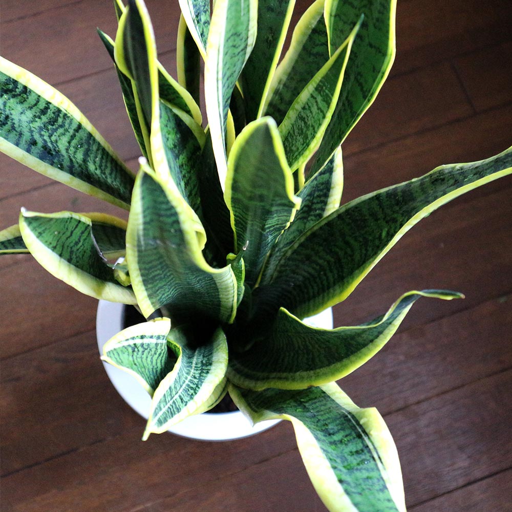 サンスベリア ローレンティー【中型 観葉植物 7号鉢／1個】｜ 【植物の