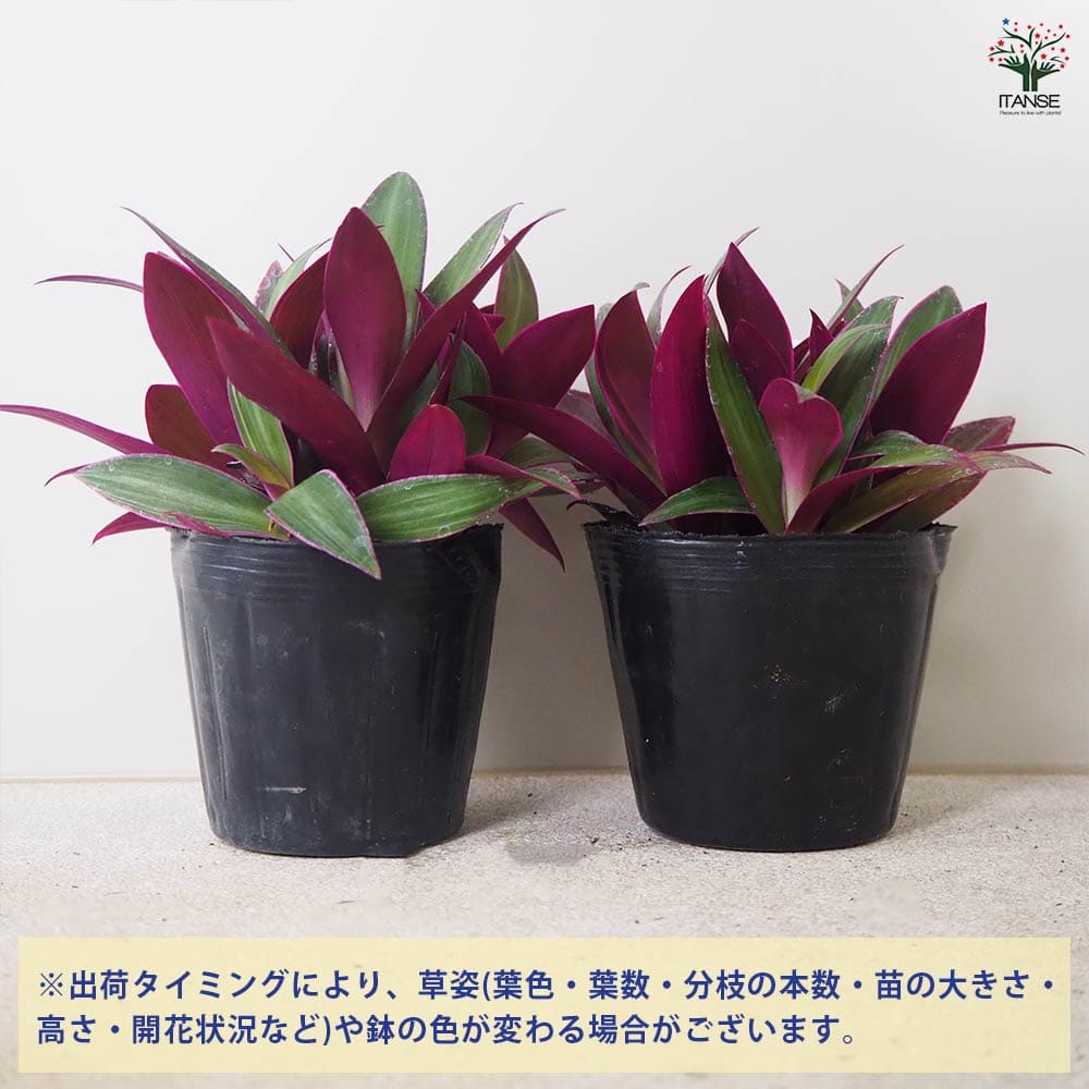 ムラサキオモト オーロラ 【観葉植物 3.5号ポット】｜ 【植物の