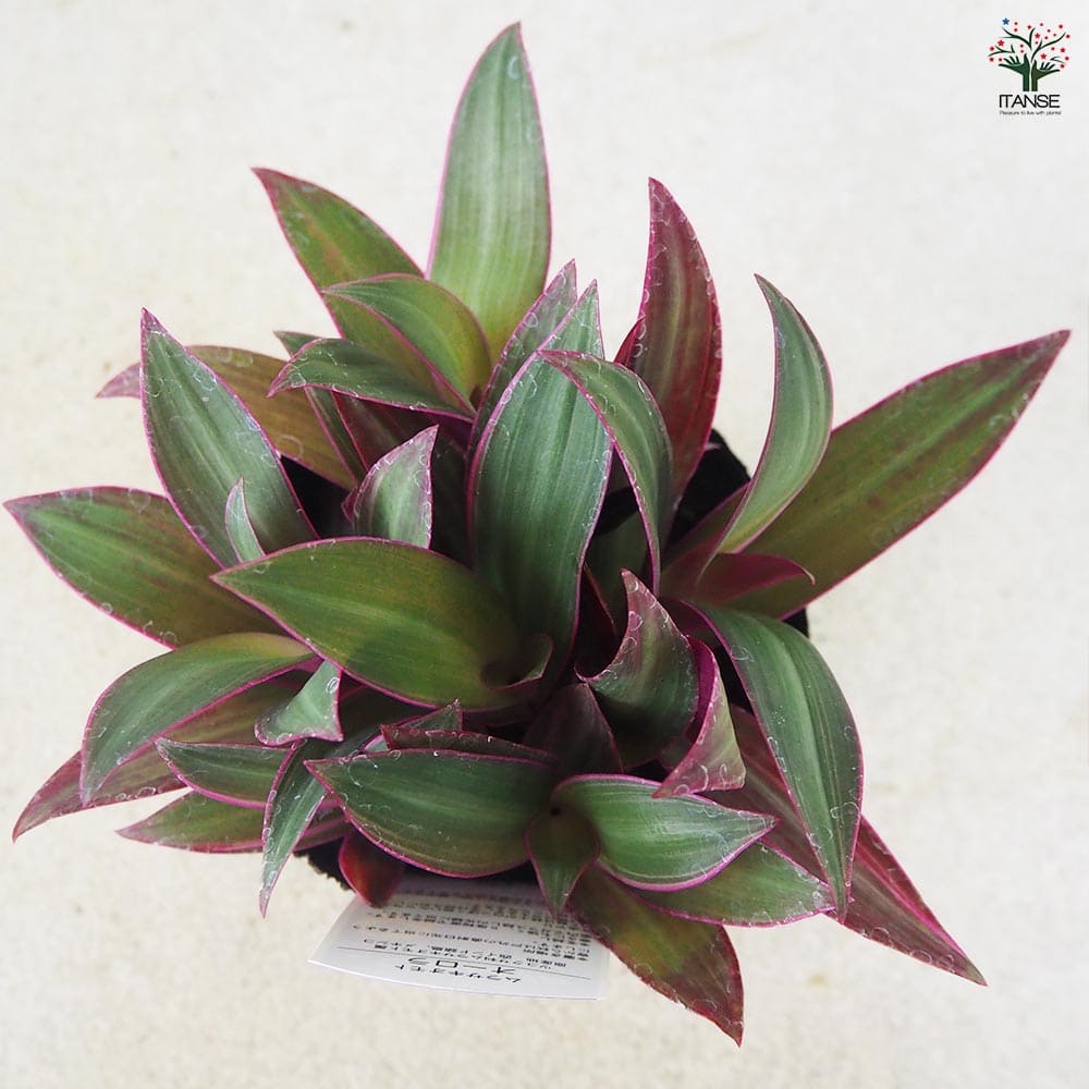 No.2【沖縄から♪】ムラサキオモト オーロラ♥️小株の芽2つつき♪ No.2【沖縄から♪】ムラサキオモトオーロラ♥️2株セット♪ 9 11×9