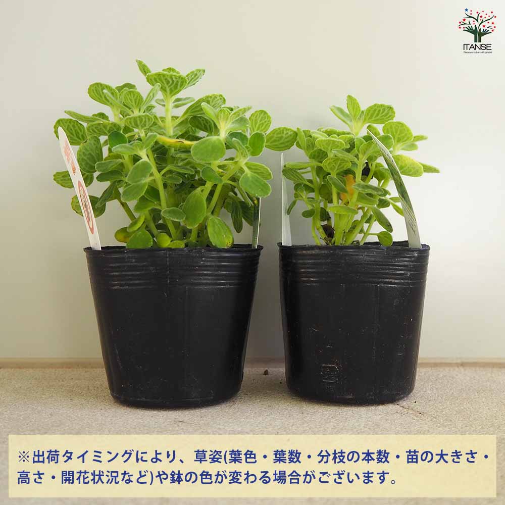 ゴキブリよらず アロマティカス2個～ 【ハーブの苗 9cm】