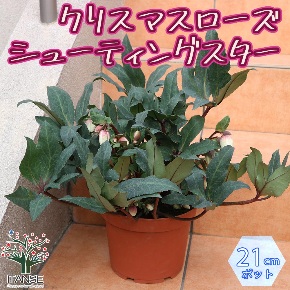 クリスマスローズ HGC シューティングスター【花苗 7号ポット大苗／1個売り】