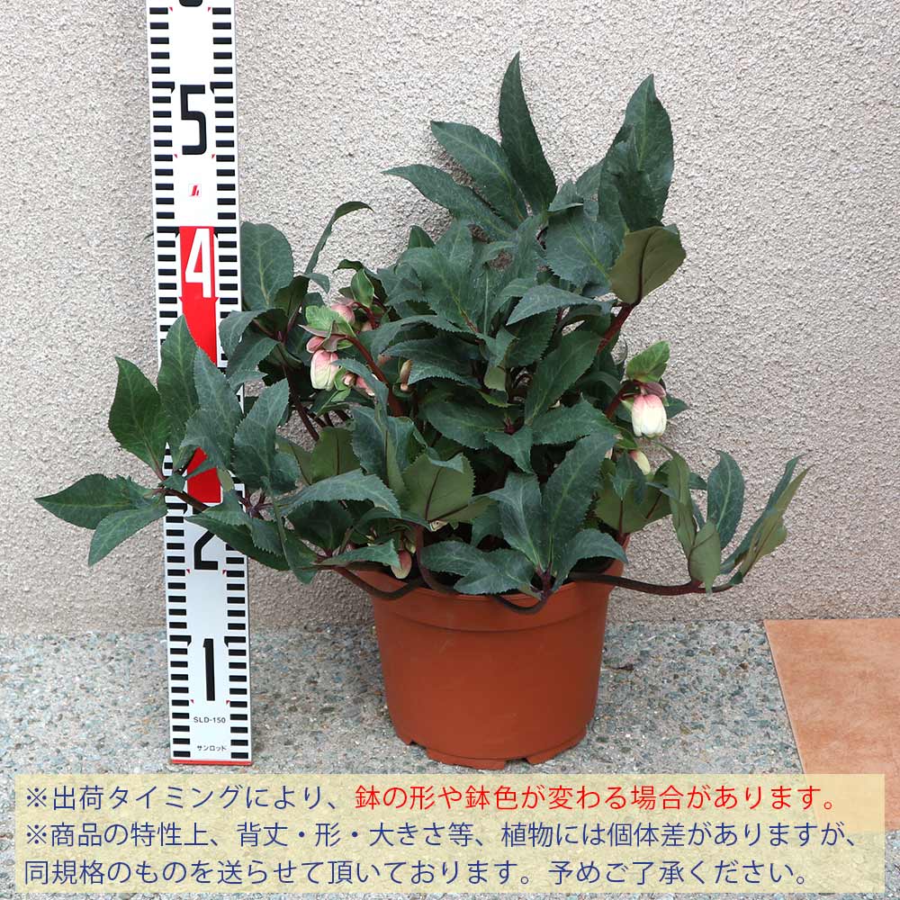 クリスマスローズ HGC シューティングスター【花苗 7号ポット大苗／1個売り】