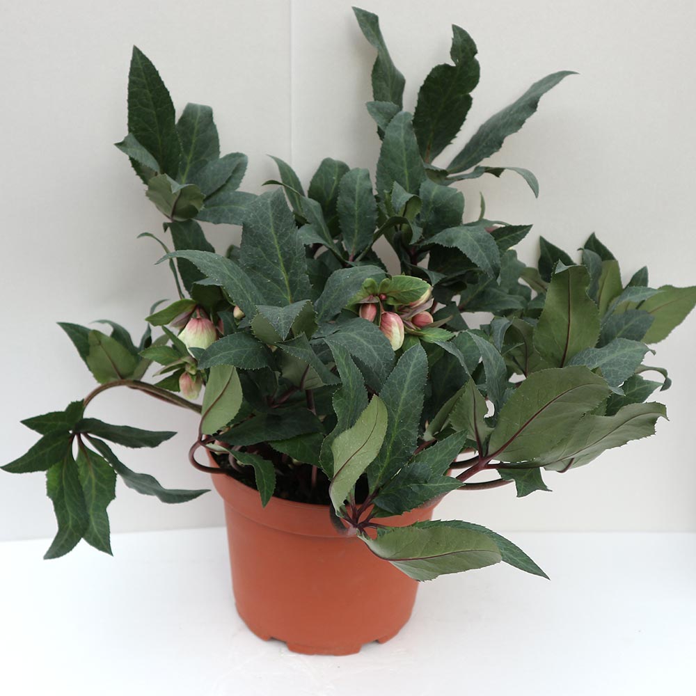 クリスマスローズ HGC シューティングスター【花苗 7号ポット大苗／1個売り】