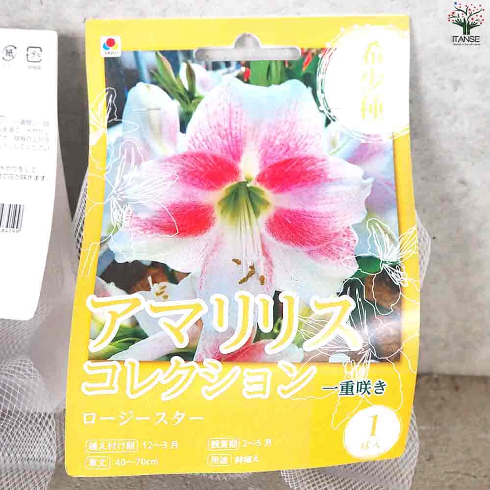 球根 アマリリス(一重) ロージースター 【花球根 1球／1個売り