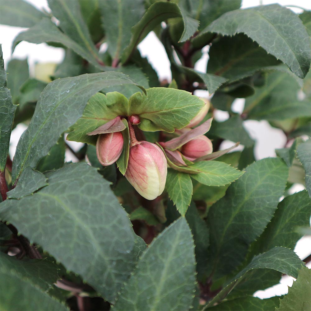 クリスマスローズ HGC シューティングスター【花苗 7号ポット大苗／1個売り】