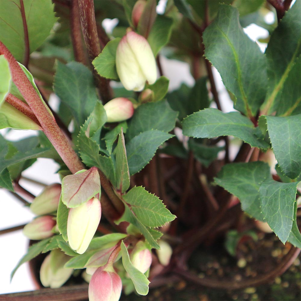 クリスマスローズ HGC シューティングスター【花苗 7号ポット大苗／1個売り】