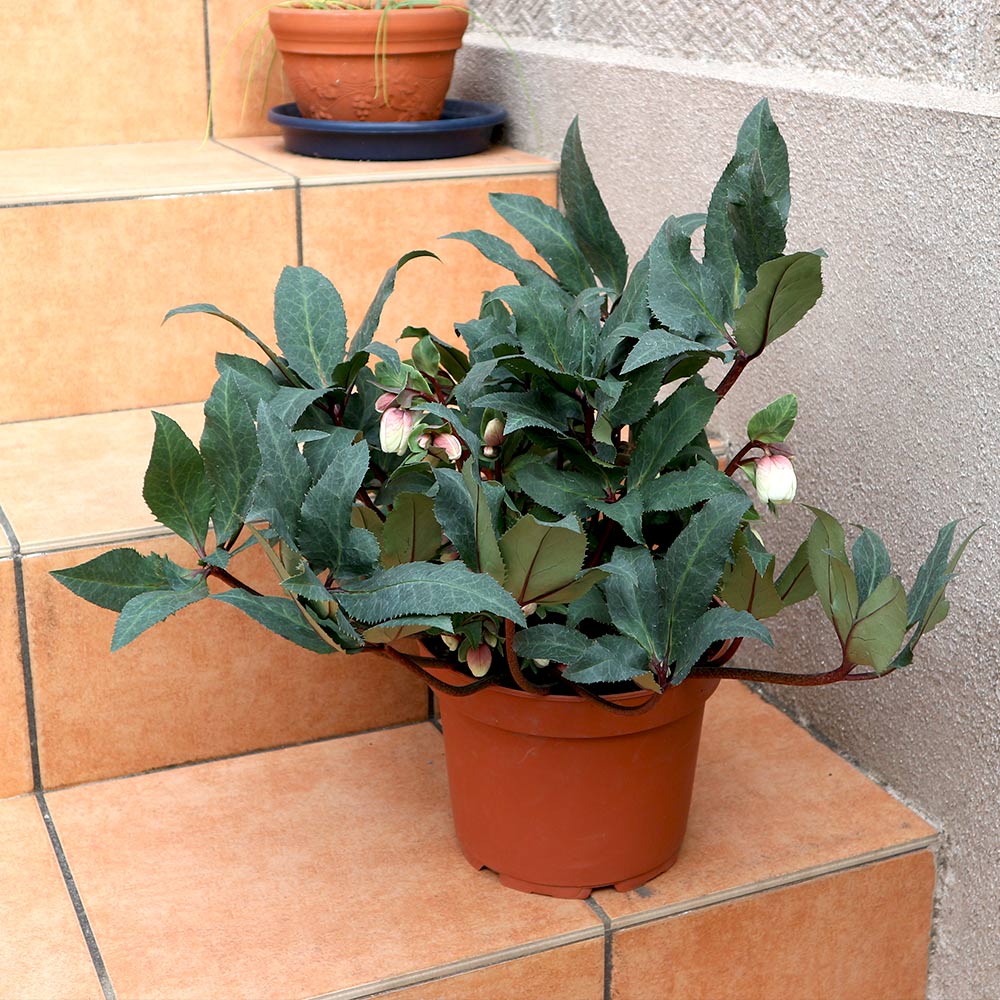 クリスマスローズ HGC シューティングスター【花苗 7号ポット大苗／1個売り】