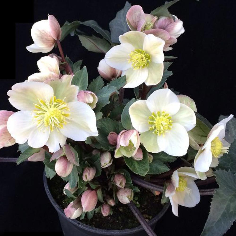 クリスマスローズ HGC シューティングスター【花苗 7号ポット大苗／1個売り】