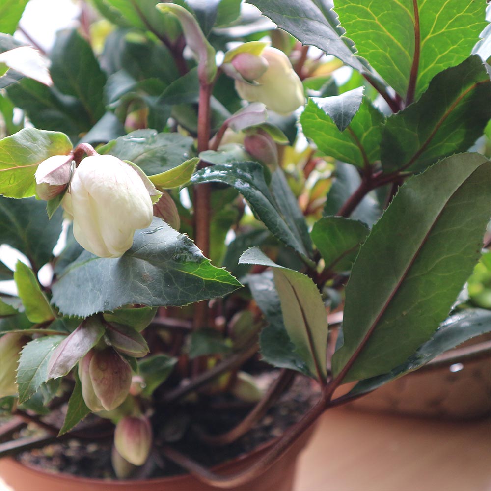 クリスマスローズ HGC シューティングスター【花苗 7号ポット大苗／1個売り】