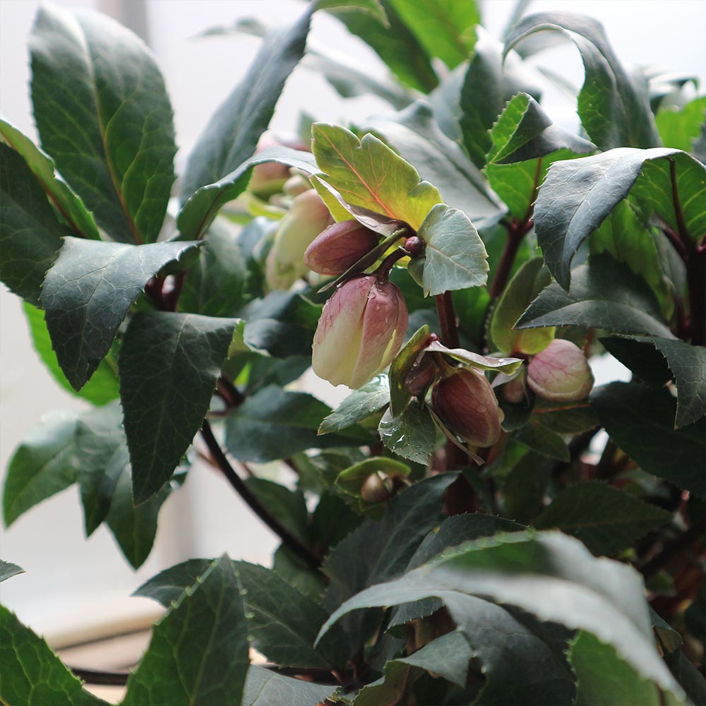 クリスマスローズ HGC シューティングスター【花苗 7号ポット大苗／1個売り】