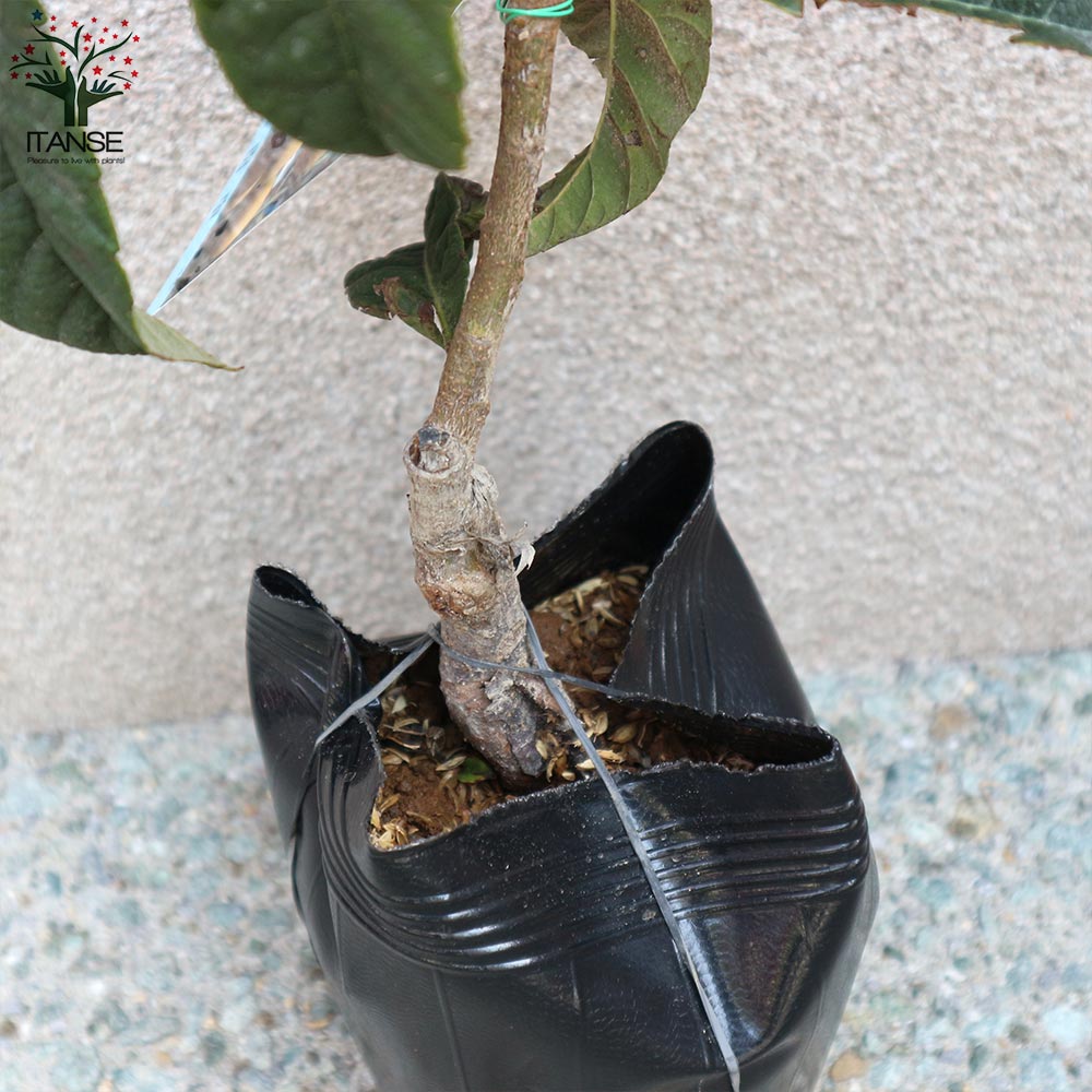 ビワの苗木 田中【果樹の苗木 12～15cmポット 1年生 接木苗／1個売り