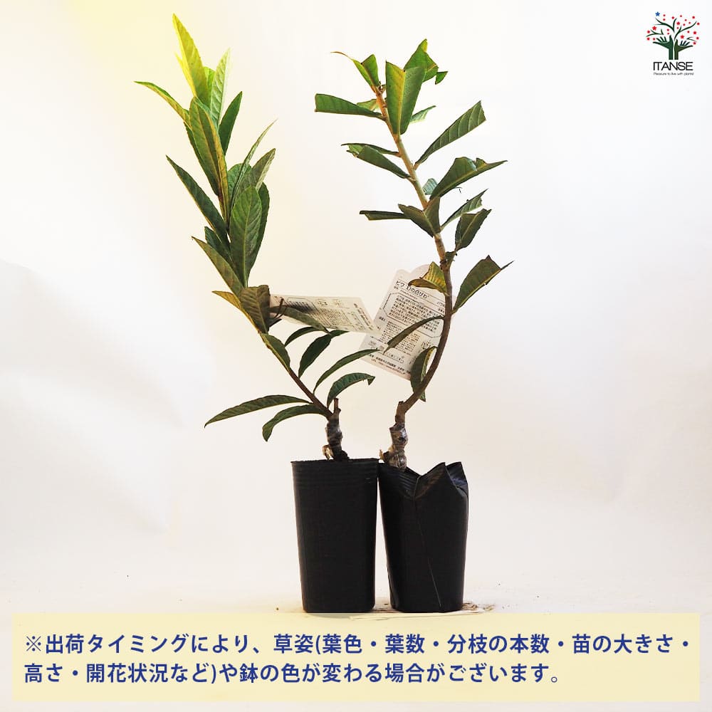 ビワの苗木 幻の白びわ 【果樹の苗木 4.5号ポット／1個売り】｜ 【植物