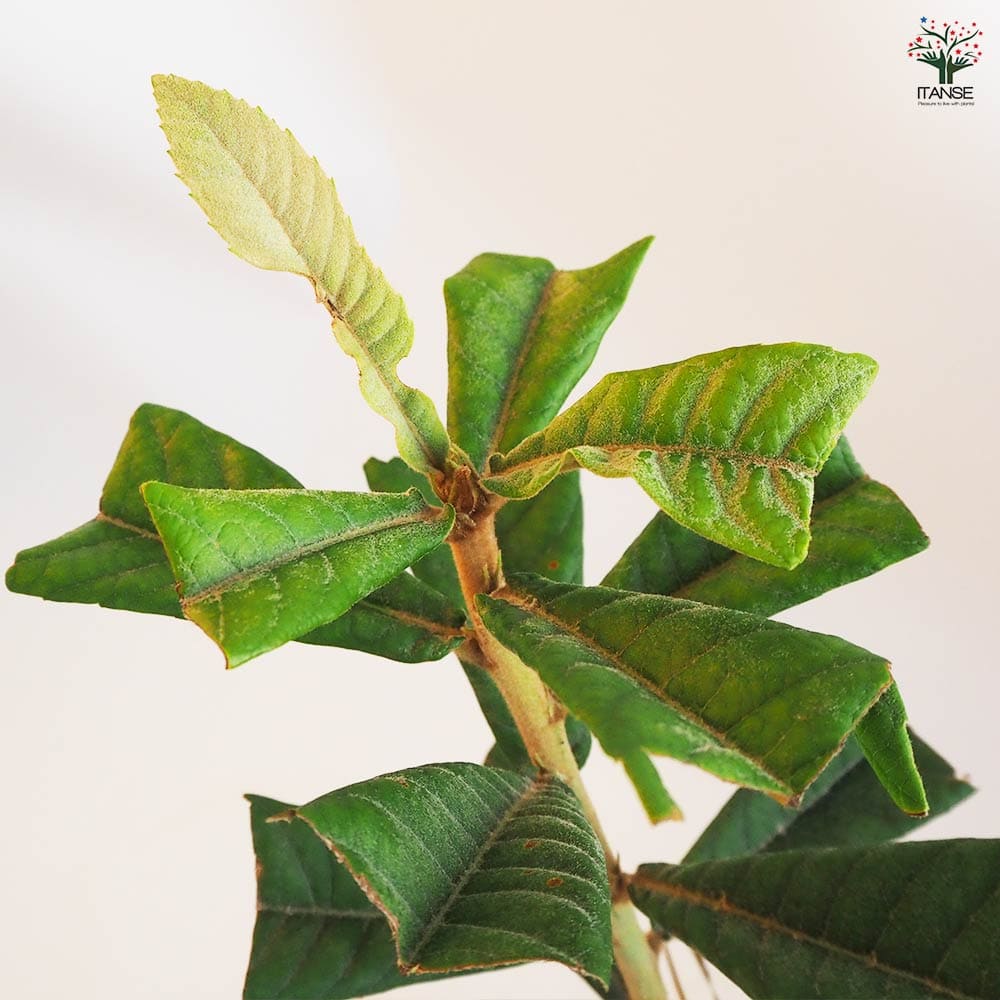 ビワの苗木 幻の白びわ 【果樹の苗木 4.5号ポット／1個売り】｜ 【植物