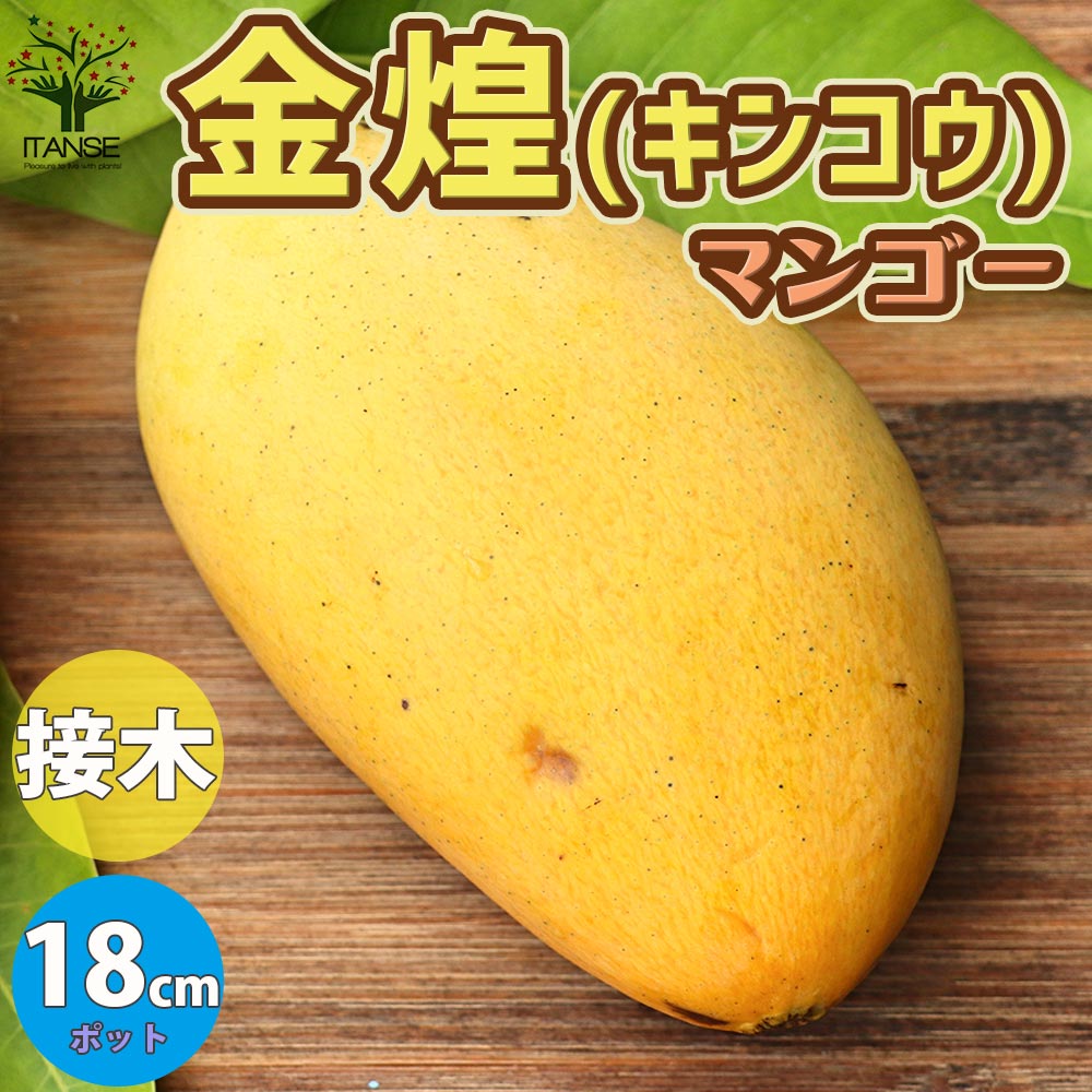 マンゴーの苗木 金煌(きんこう)【果樹の苗木 6号硬質ポット 2