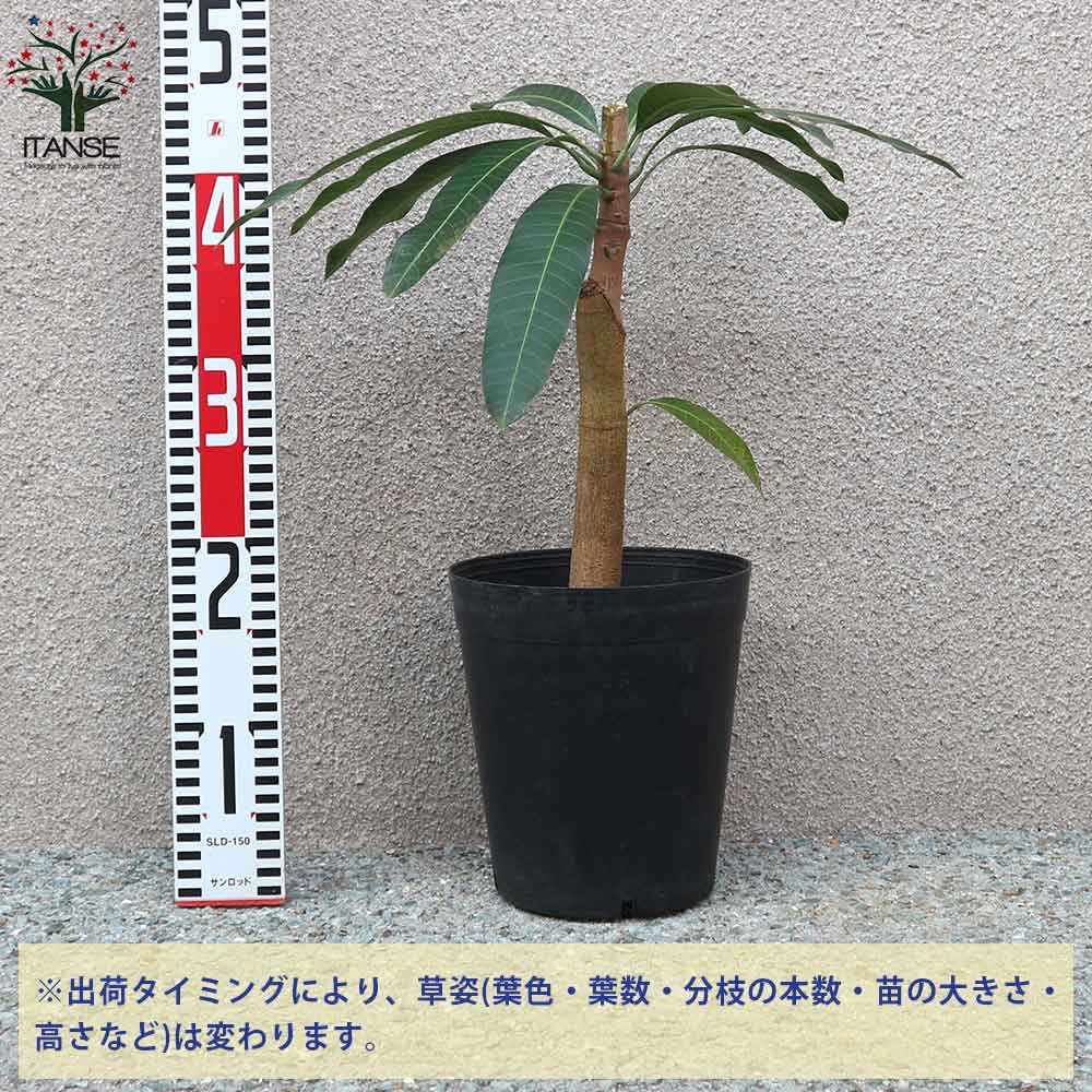 マンゴーの苗木 金煌(きんこう)【果樹の苗木 6号硬質ポット 2年生 接木苗／1個売り】