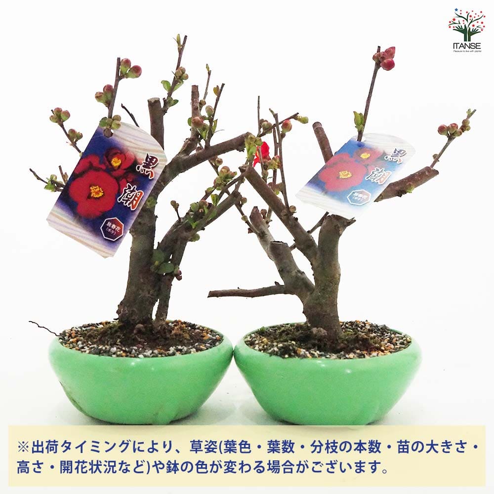ボケ 黒潮 【花木苗 4号／1個売り】｜ 【植物のITANSE】全品送料