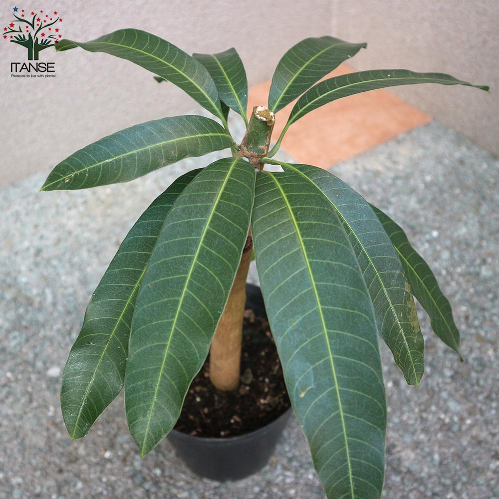 ☆マンゴー苗木☆金蜜（キンミツ）マンゴー ☆大苗☆花芽付き☆接木苗☆①