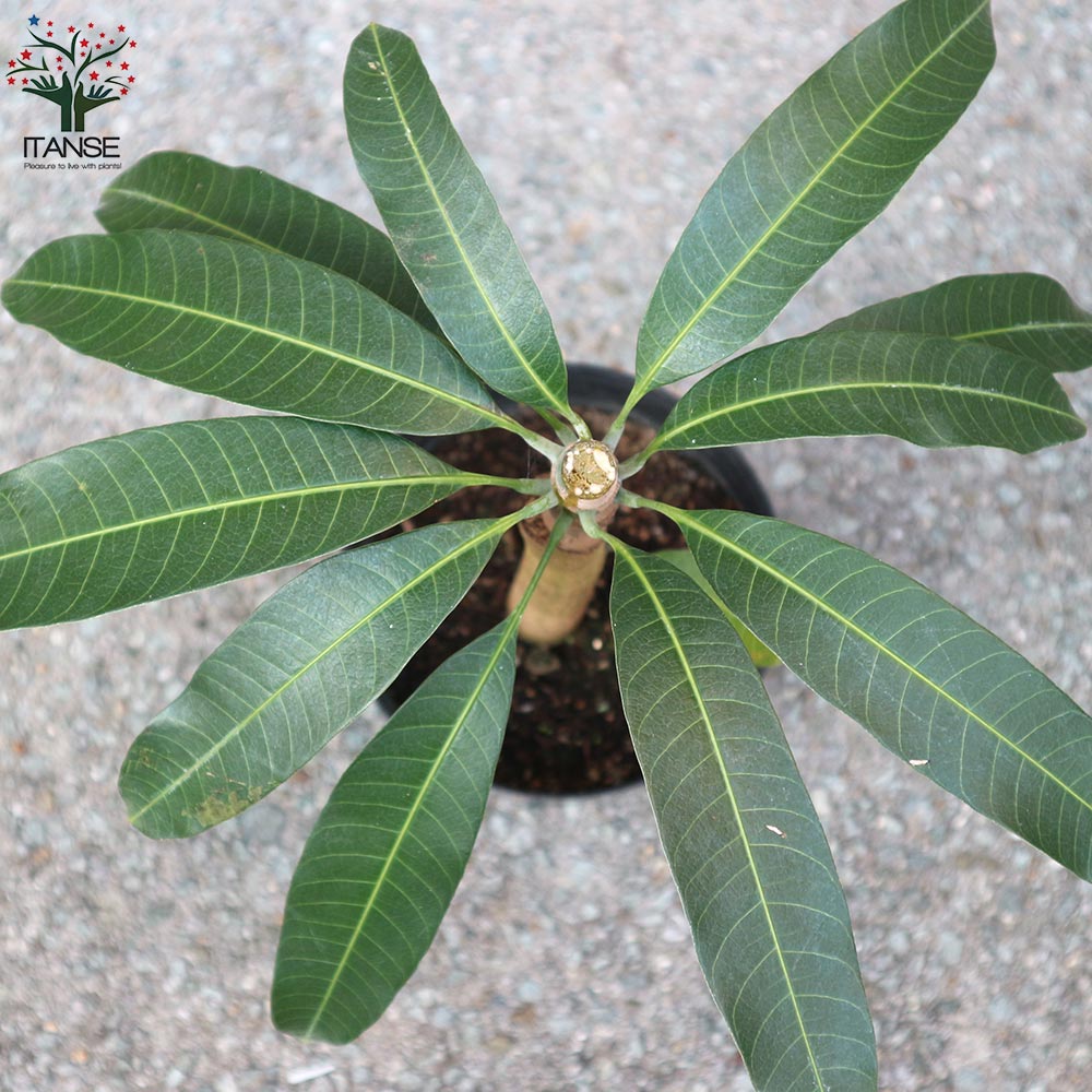 マンゴーの苗木 金煌(きんこう)【果樹の苗木 6号硬質ポット 2年生 接木苗／1個売り】