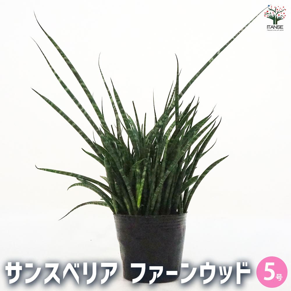 サンスベリア ファーンウッド 【観葉植物 5号ポット／1個売り