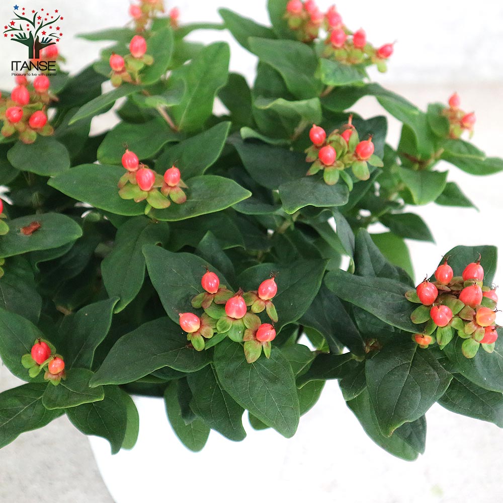 Itanse良品ｾﾚｸﾄ通販