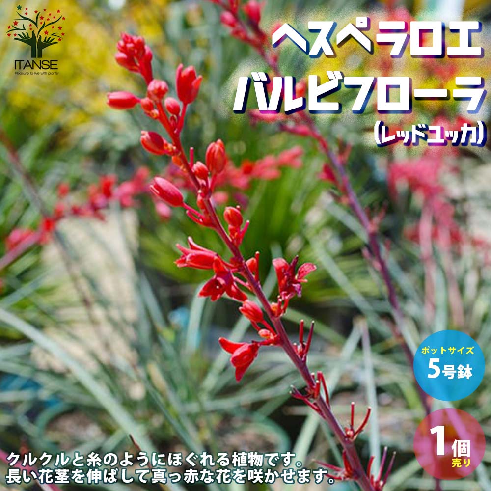 ヘスペラロエ パルビフローラ(レッドユッカ) 【観葉植物 5号ポット／1個売り】