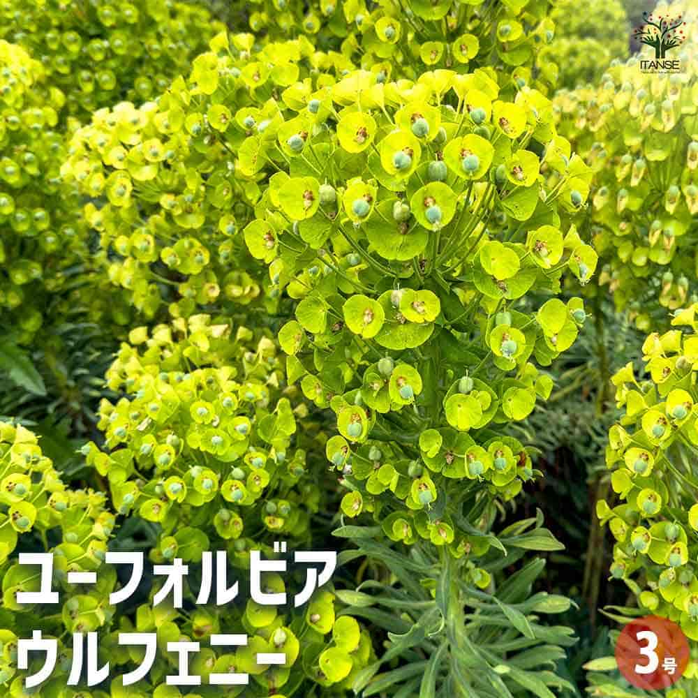 ユーフォルビア ウルフェニー 【花木苗 3号】｜ 【植物のITANSE