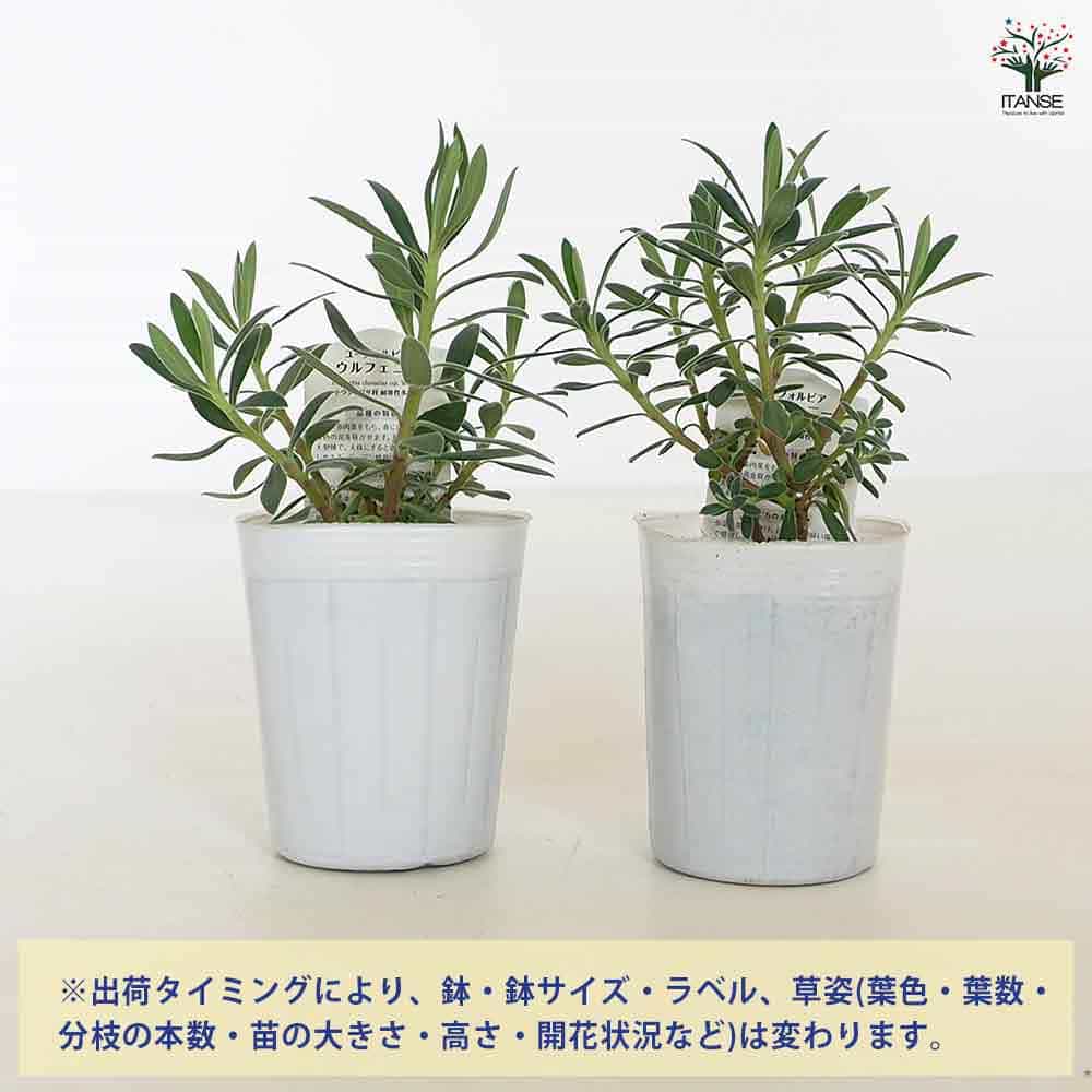 ユーフォルビア パルビキアソフォラ（ムカゴ 自家繁殖苗） ユーフォルビア パルビキアソフォラ（ムカゴ 自家繁殖苗