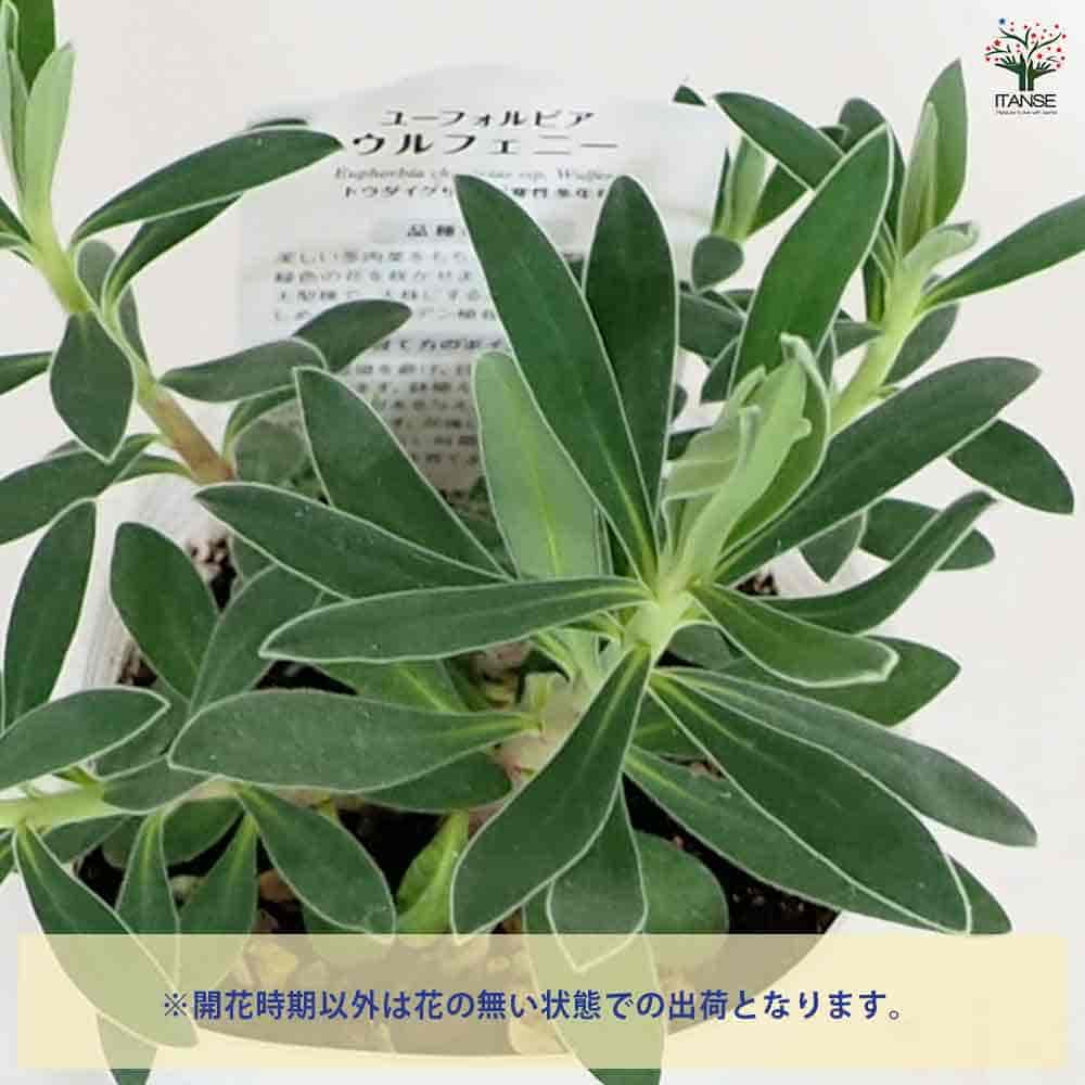 ユーフォルビア パルビキアソフォラ（ムカゴ 自家繁殖苗） isla del pescado - Euphorbia parvicyathophora-ユーフォルビア