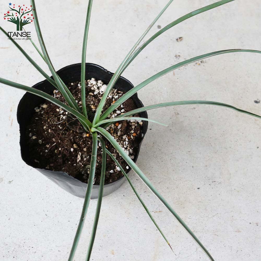 ヘスペラロエ パルビフローラ(レッドユッカ) 【観葉植物 5号ポット／1個売り】