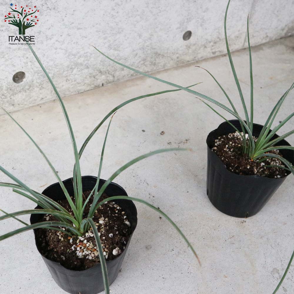 ヘスペラロエ パルビフローラ(レッドユッカ) 【観葉植物 5号ポット／1個売り】