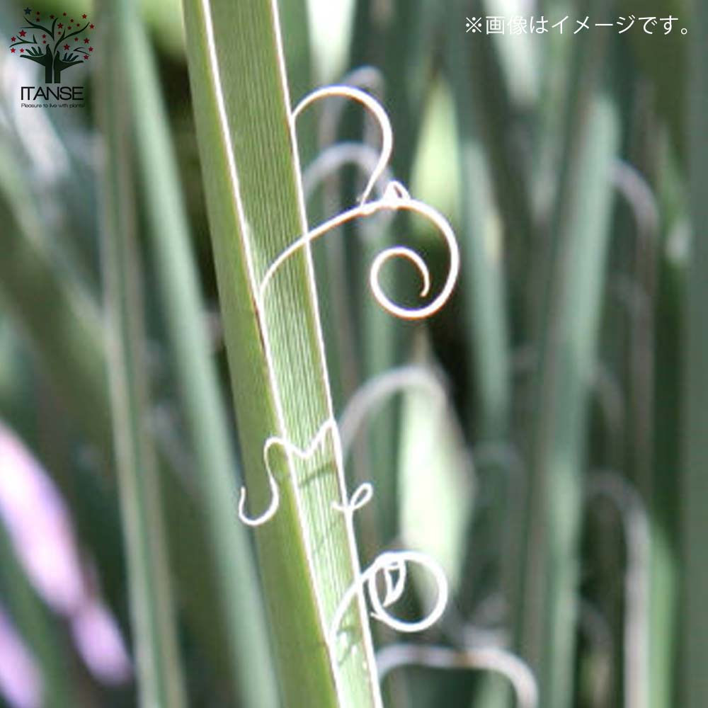 ヘスペラロエ パルビフローラ(レッドユッカ) 【観葉植物 5号ポット／1個売り】