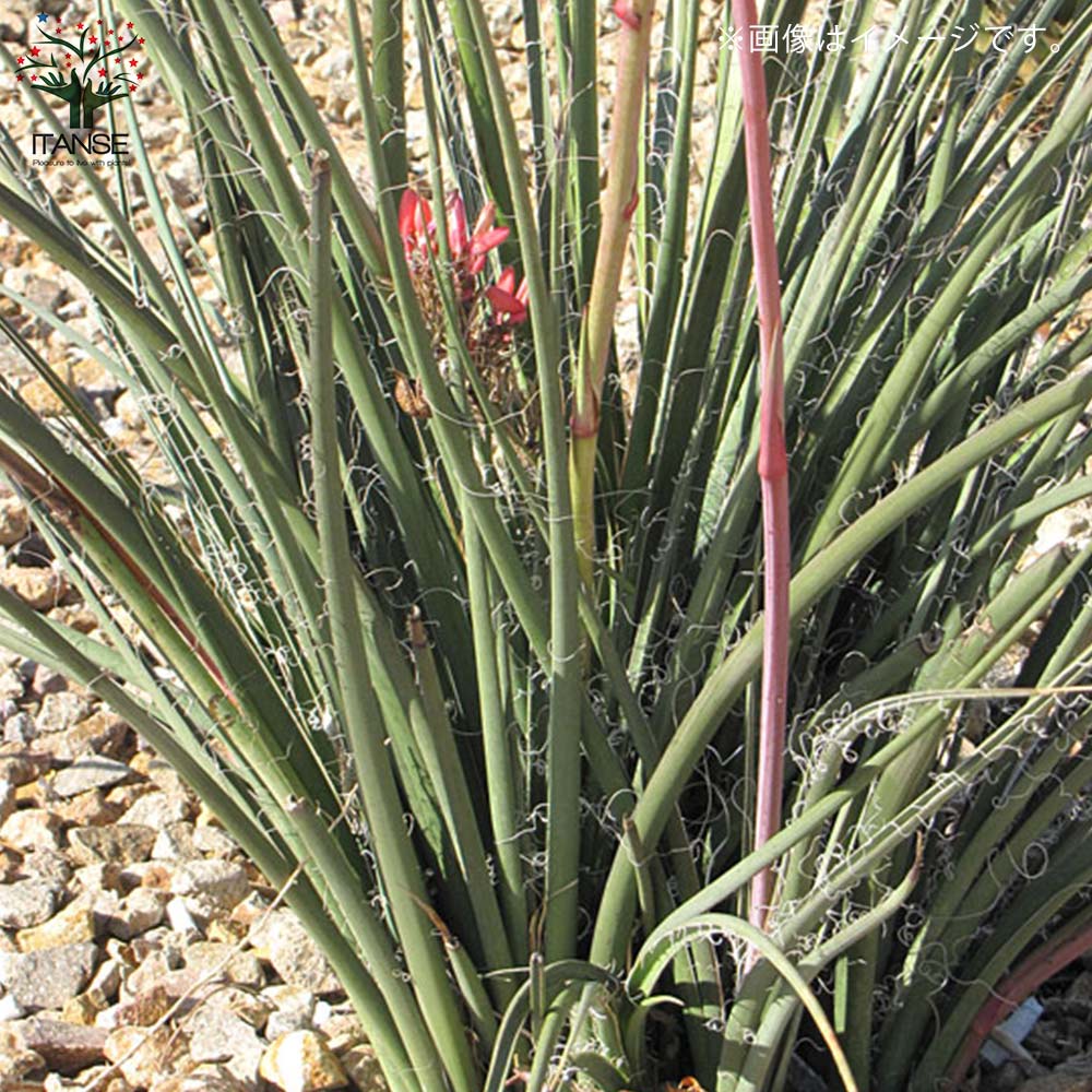 ヘスペラロエ パルビフローラ(レッドユッカ) 【観葉植物 5号ポット／1個売り】