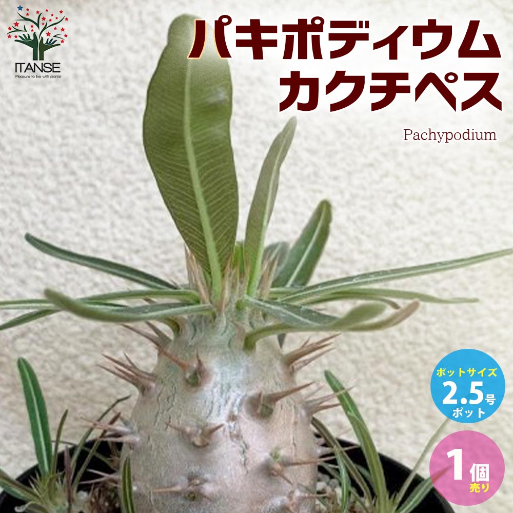パキポディウム カクチペス【観葉植物 2.5号ミニサイズ 塊根植物・珍奇