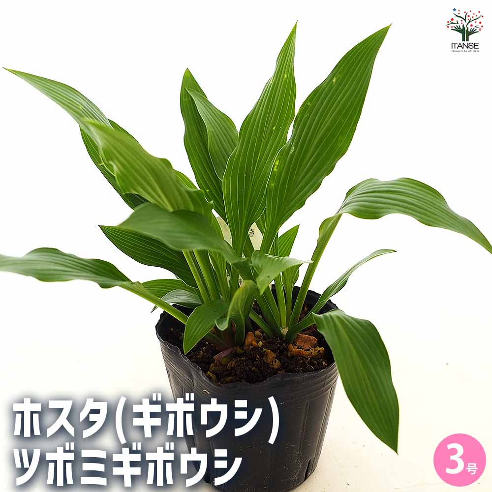 ホスタ(ギボウシ) ツボミギボウシ 【花苗 3号】