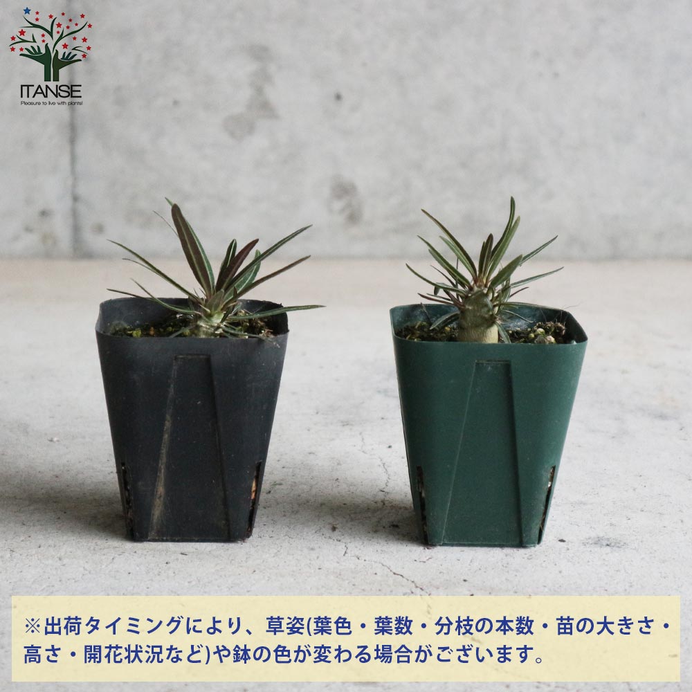 パキポディウム カクチペス【観葉植物 2.5号ミニサイズ 塊根植物・珍奇