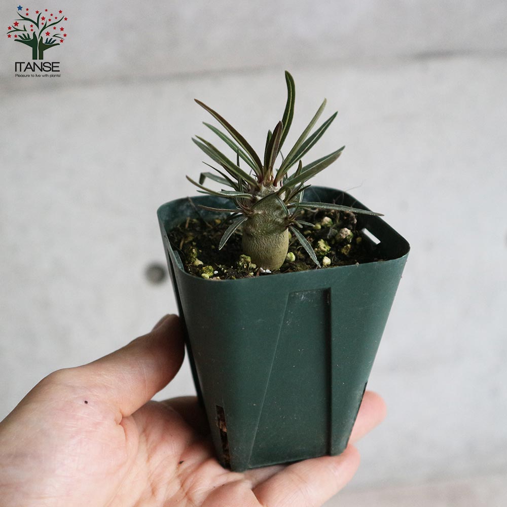 パキポディウム カクチペス【観葉植物 2.5号ミニサイズ 塊根植物
