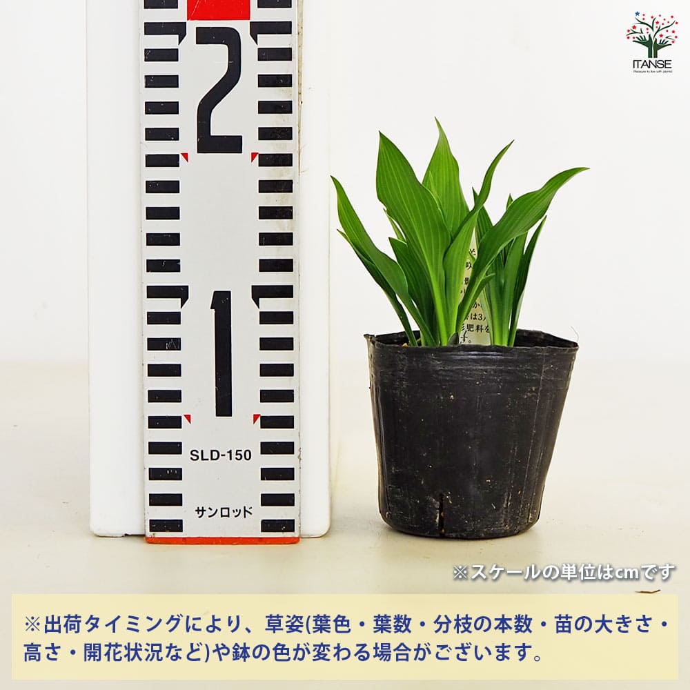 ホスタ(ギボウシ) ツボミギボウシ 【花苗 3号】