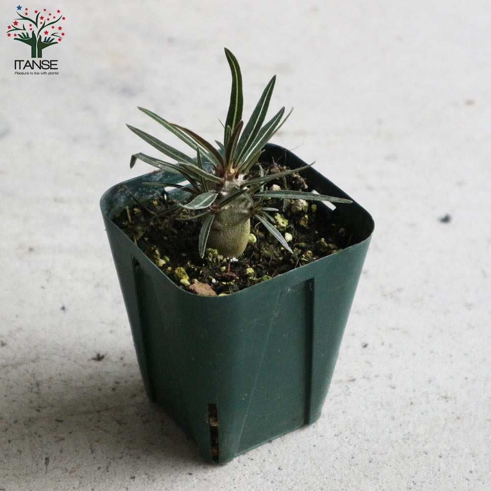 パキポディウム カクチペス【観葉植物 2.5号ミニサイズ 塊根植物・珍奇