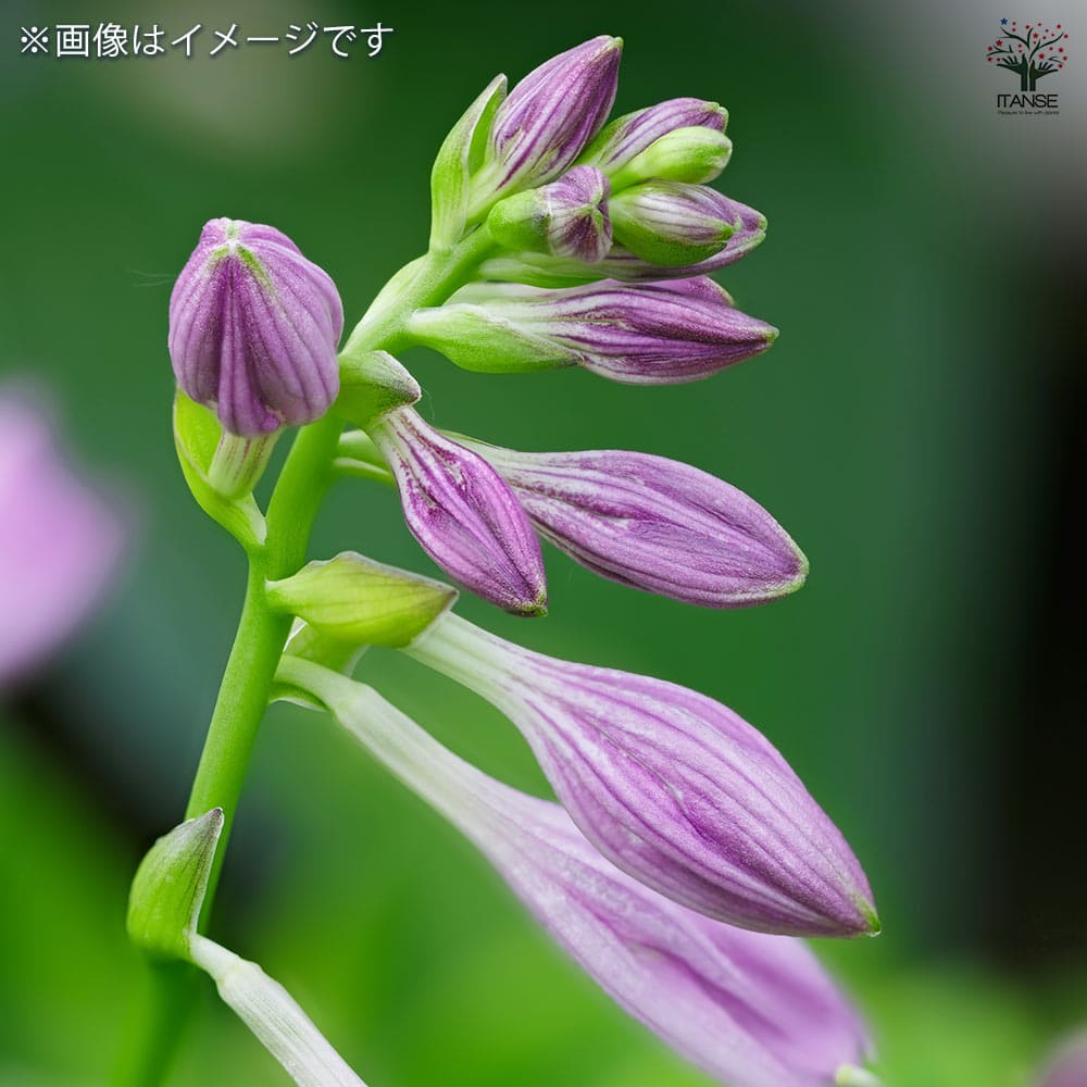 ホスタ(ギボウシ) ツボミギボウシ 【花苗 3号】｜ 【植物の