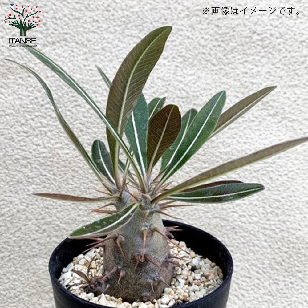 パキポディウム カクチペス【観葉植物 2.5号ミニサイズ 塊根植物