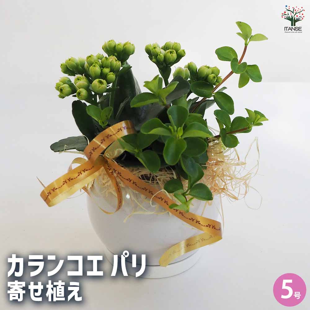 カランコエ パリ 寄せ植え丸鉢 【多肉植物 5号／1個売り】｜ 【植物の