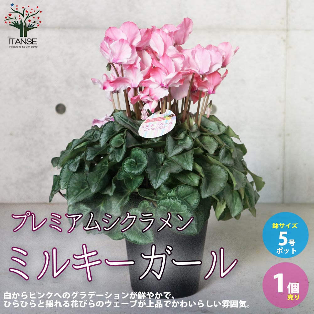プレミアムシクラメン ミルキーガール【花苗 5号ポット苗／1個売り
