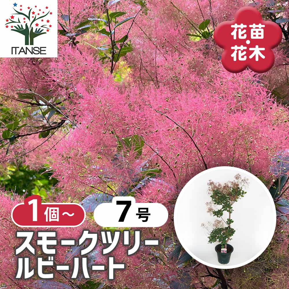 スモークツリー ルビーハート 【花木苗 7号／1個売り】｜ 【植物