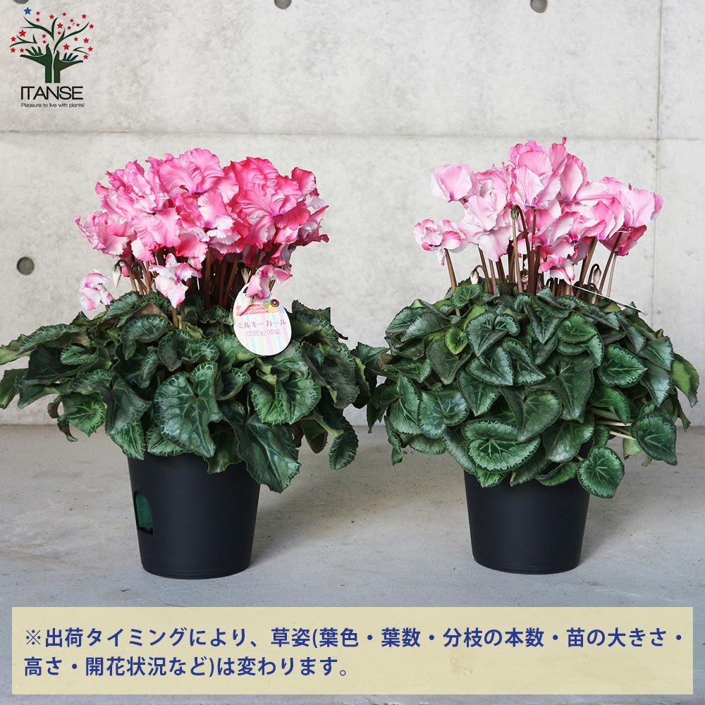 プレミアムシクラメン ミルキーガール【花苗 5号ポット苗／1個売り