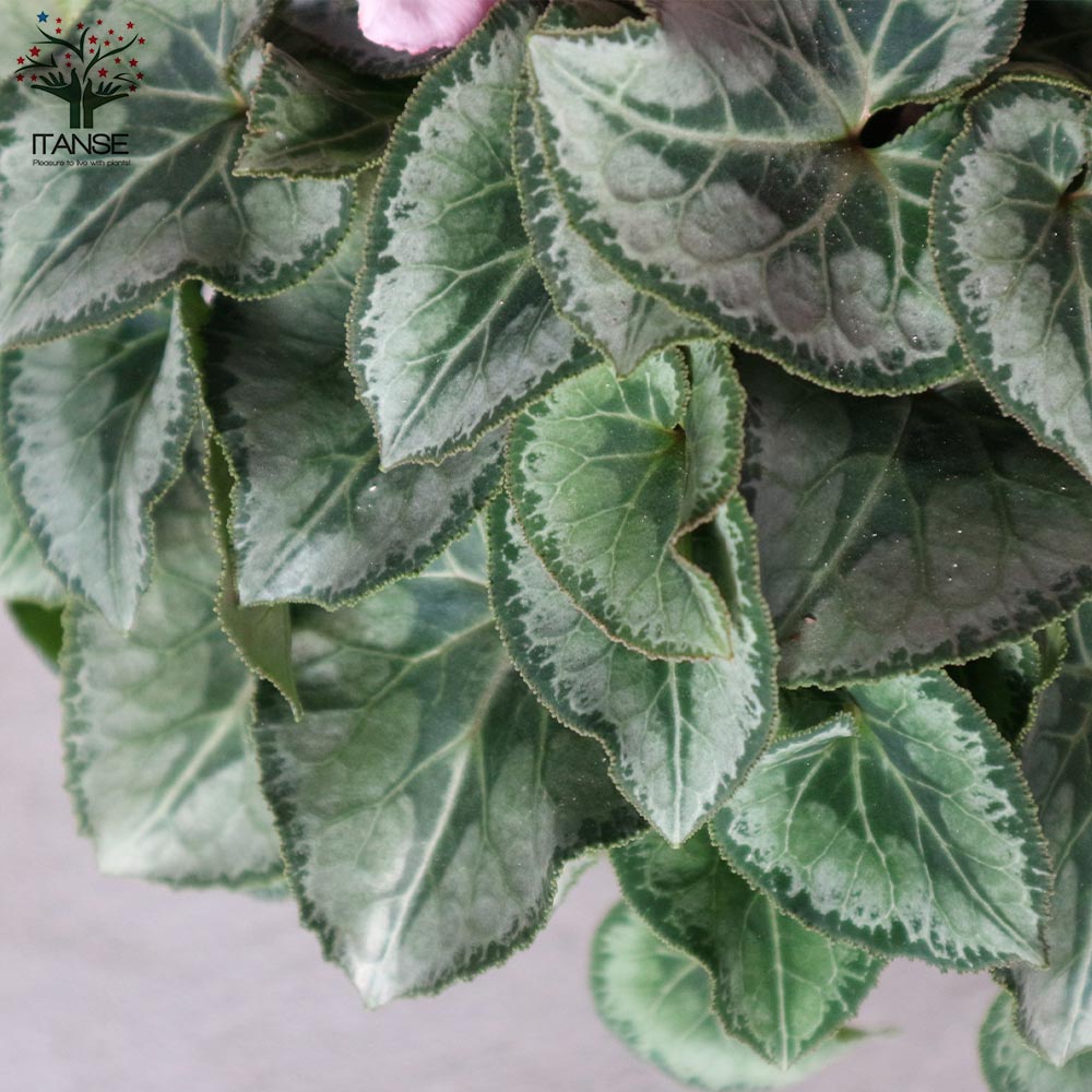 プレミアムシクラメン ミルキーガール【花苗 5号ポット苗／1個売り